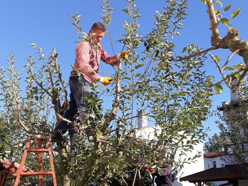 Budama Nasıl Yapılır